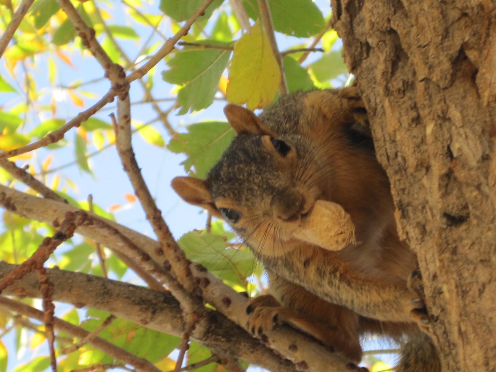 Miss Brenda! Deer Squirrel
