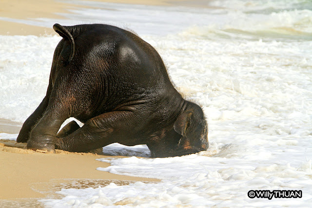 Baby Elephant Playing on the Beach