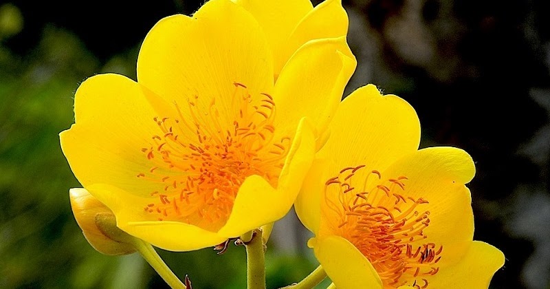 buttercup flower plant buttercup flower plant