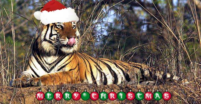julian sykes wildlife holidays merry christmas happy julian sykes wildlife holidays merry christmas happy