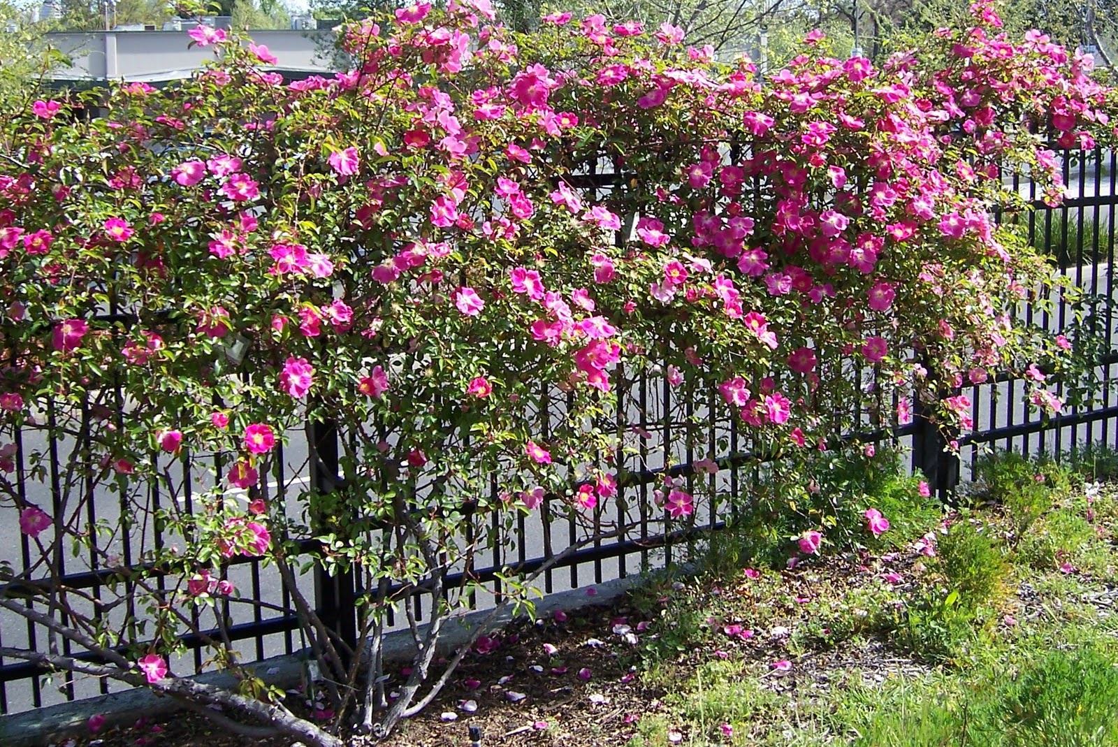 Sheretired Sacramento Historic Rose Garden