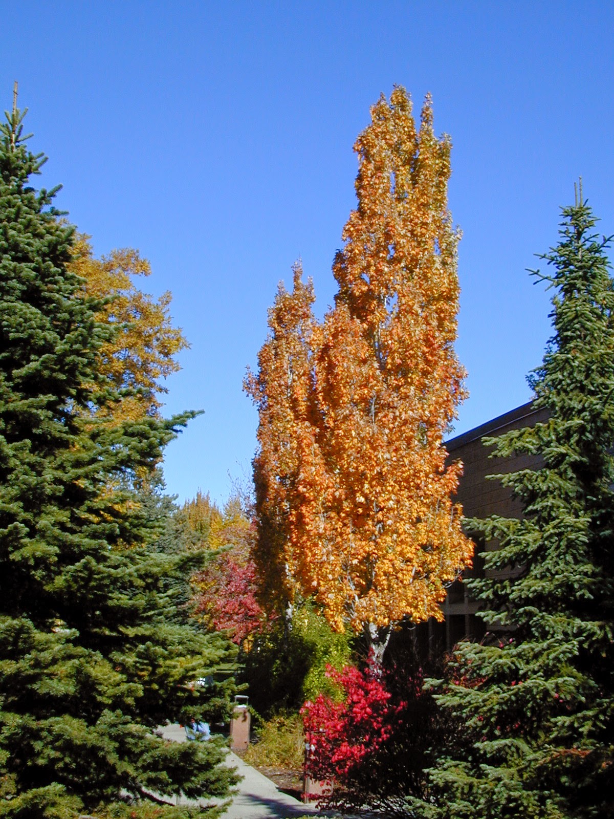 Trees of Santa Cruz County Acer x freemanii 'Armstrong' Armstrong Maple