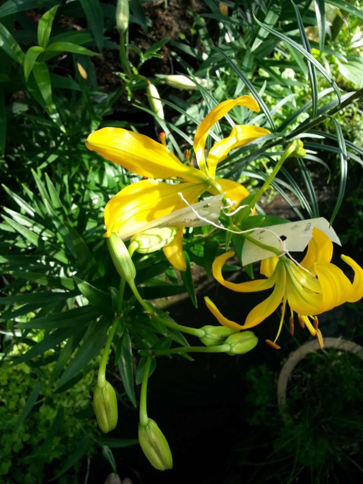Hermansens lily growing Pollination
