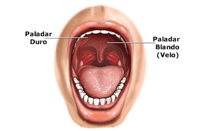 cavidad oral