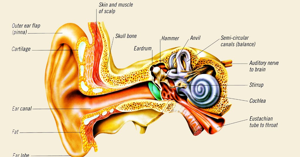 Discovering Something New -- ongoing learning: How the ear works