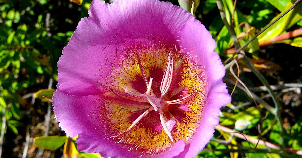 The Rare Plant Treasure Hunt In the San Bernardinos