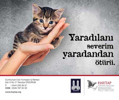 kedi_dini_erzurum.jpg