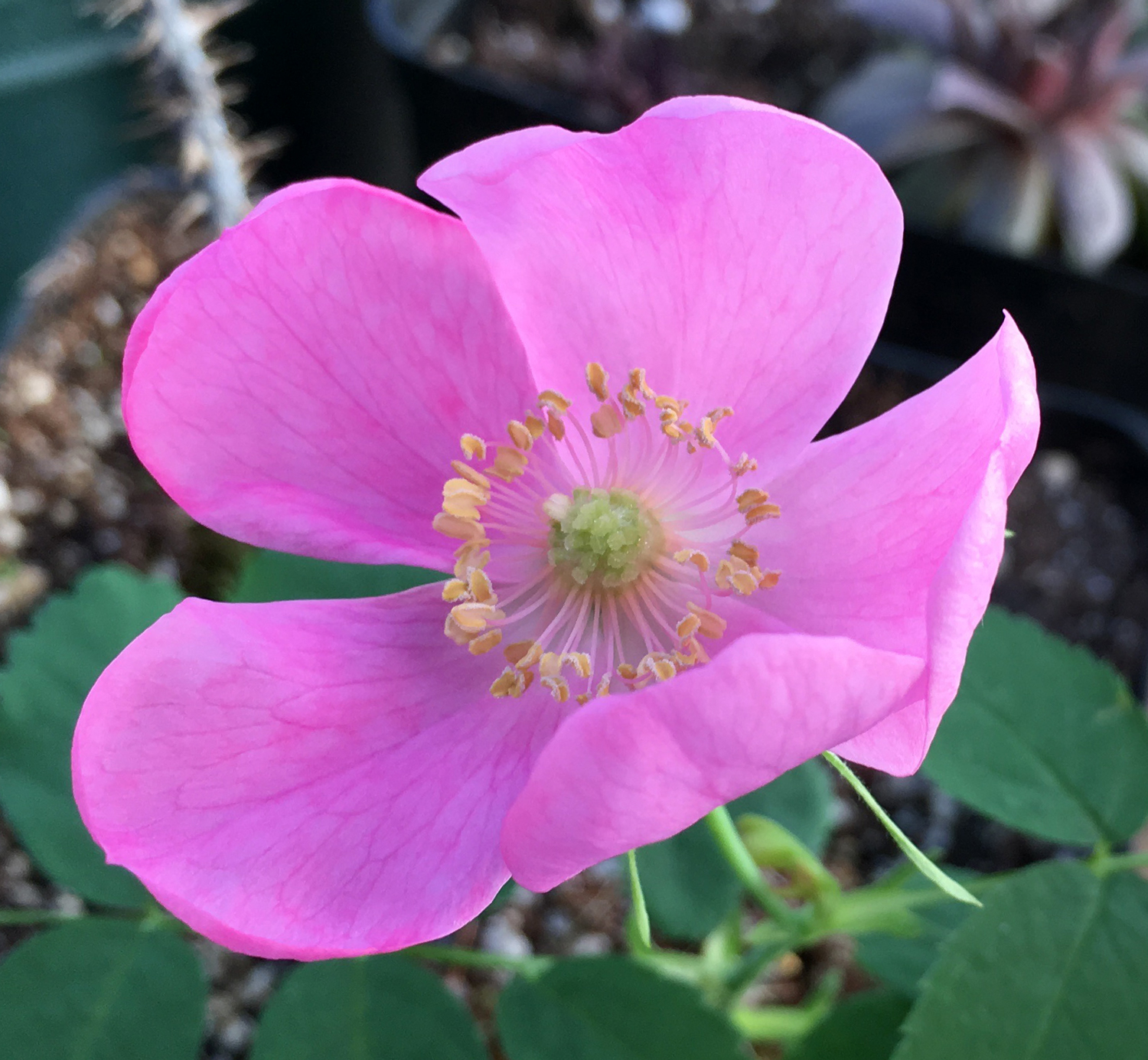 Rose Hybridizing: Alaska Rose Blooming in March!