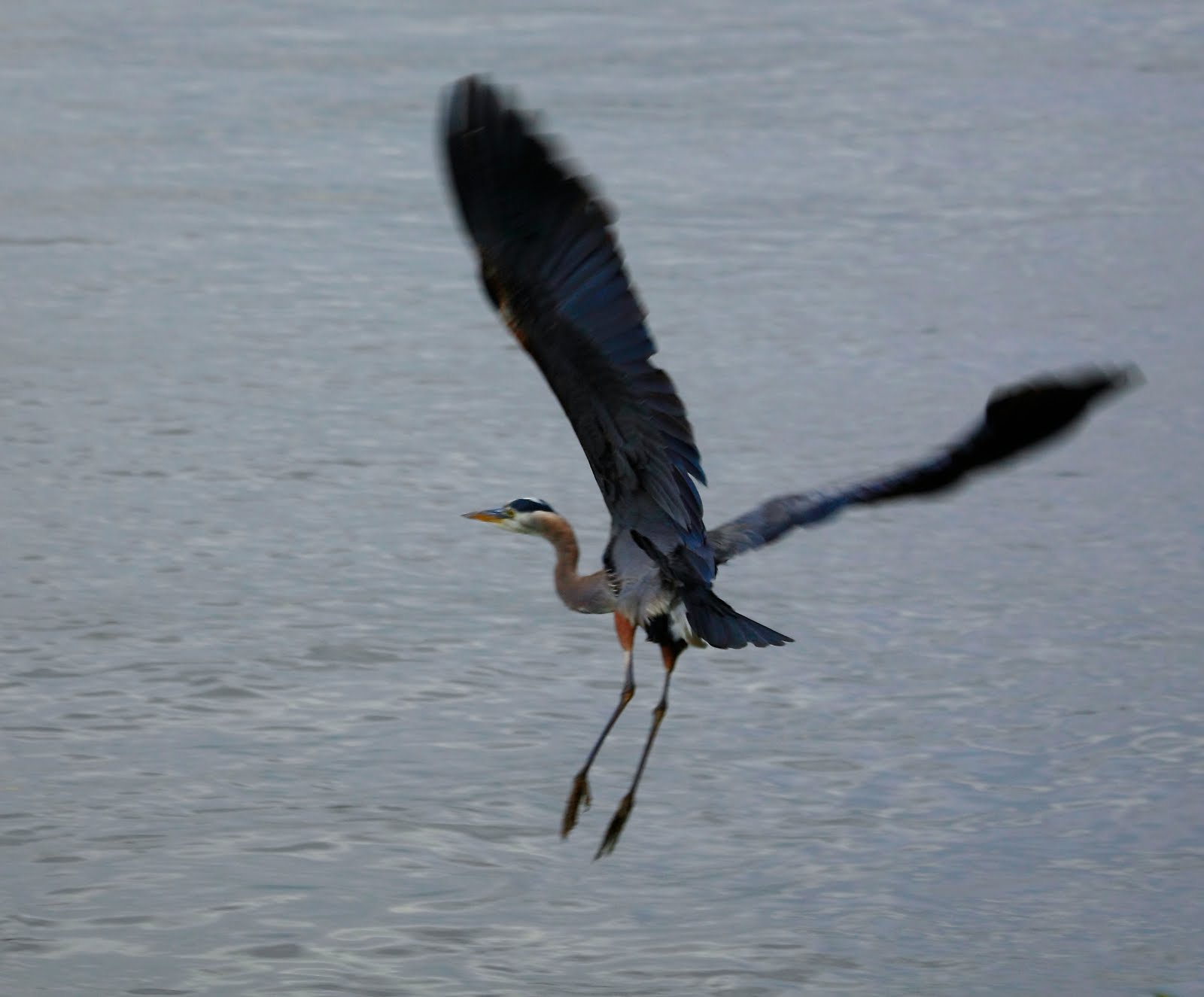 Blue Crane Flying