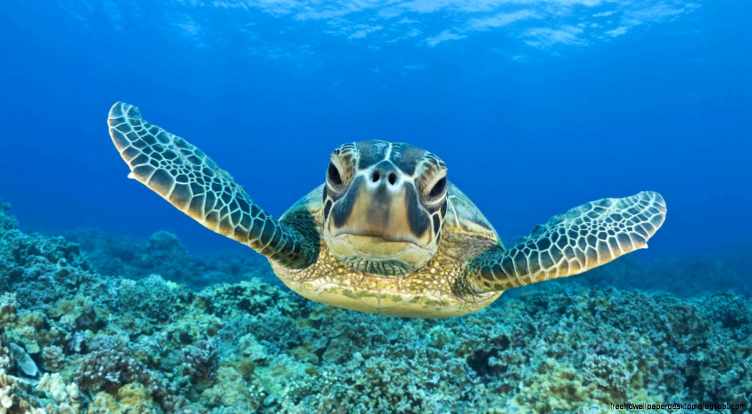 Hd Sea Turtle Wallpaper Wallpaper Art Models Hd Sea Turtle Wallpaper Wallpaper Art Models