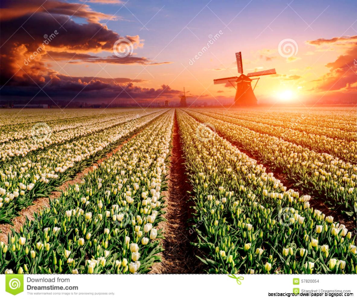 Plantation Of Tulips At Sunset Holland Stock Photo Image 57820054 Plantation Of Tulips At Sunset Holland Stock Photo Image 57820054