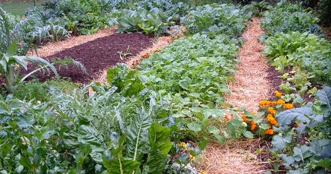 Durham Council of Garden Clubs: Planning the Fall Garden: General Tips