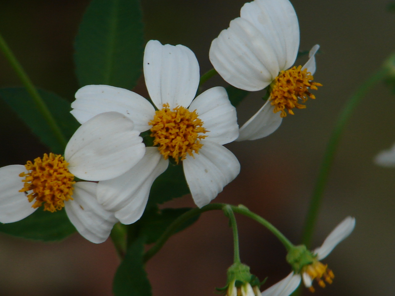 Bayou Lady Beggar's Ticks!
