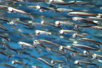 sardines Monterey Aquarium
