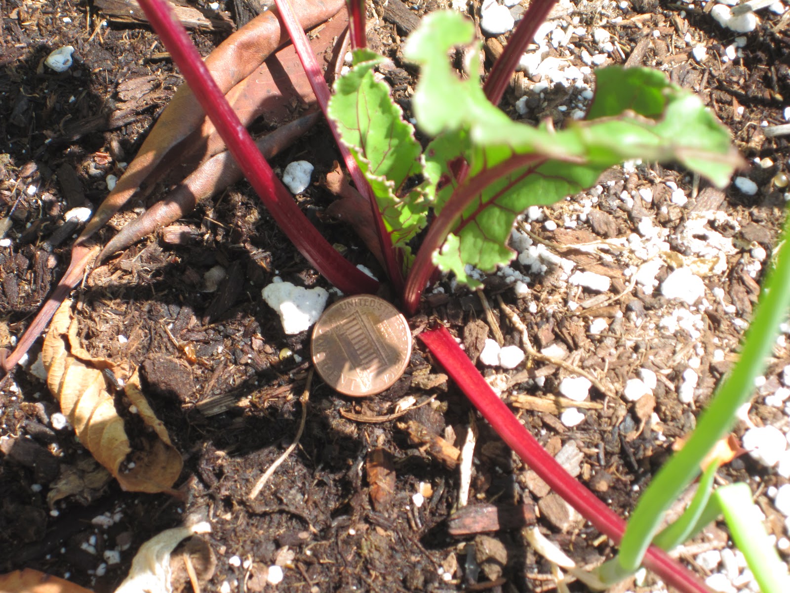 Mrs. Deeds AP Biology Blog Leah, Photos 2040