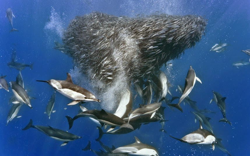 dolphin3.jpg