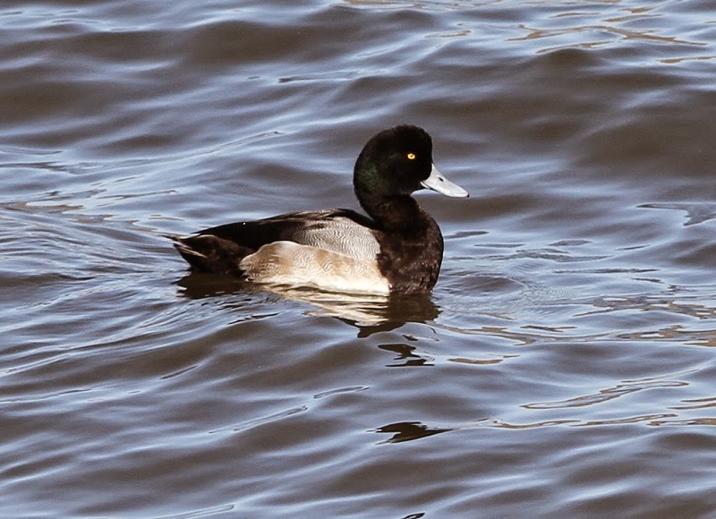 Murfs Wildlife North American Ducks