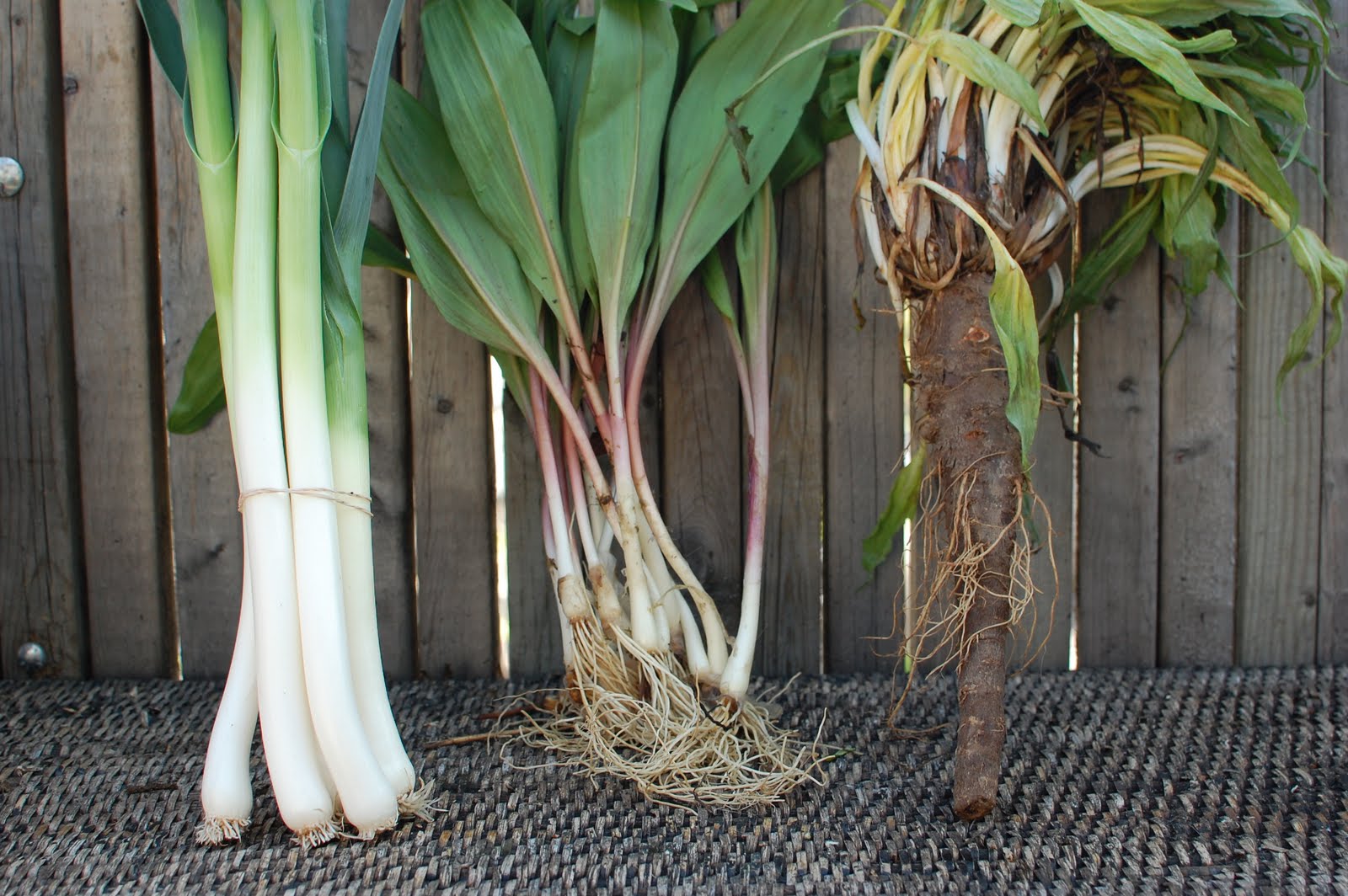 Backyard Farms Leeks, Ramps and Salsify!