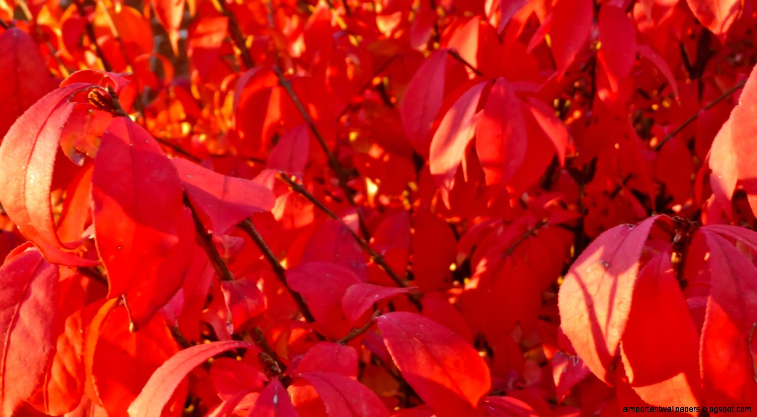 Red Flower And Dew For Waiting Moment Inspiration Wallpapers Red Flower And Dew For Waiting Moment Inspiration Wallpapers