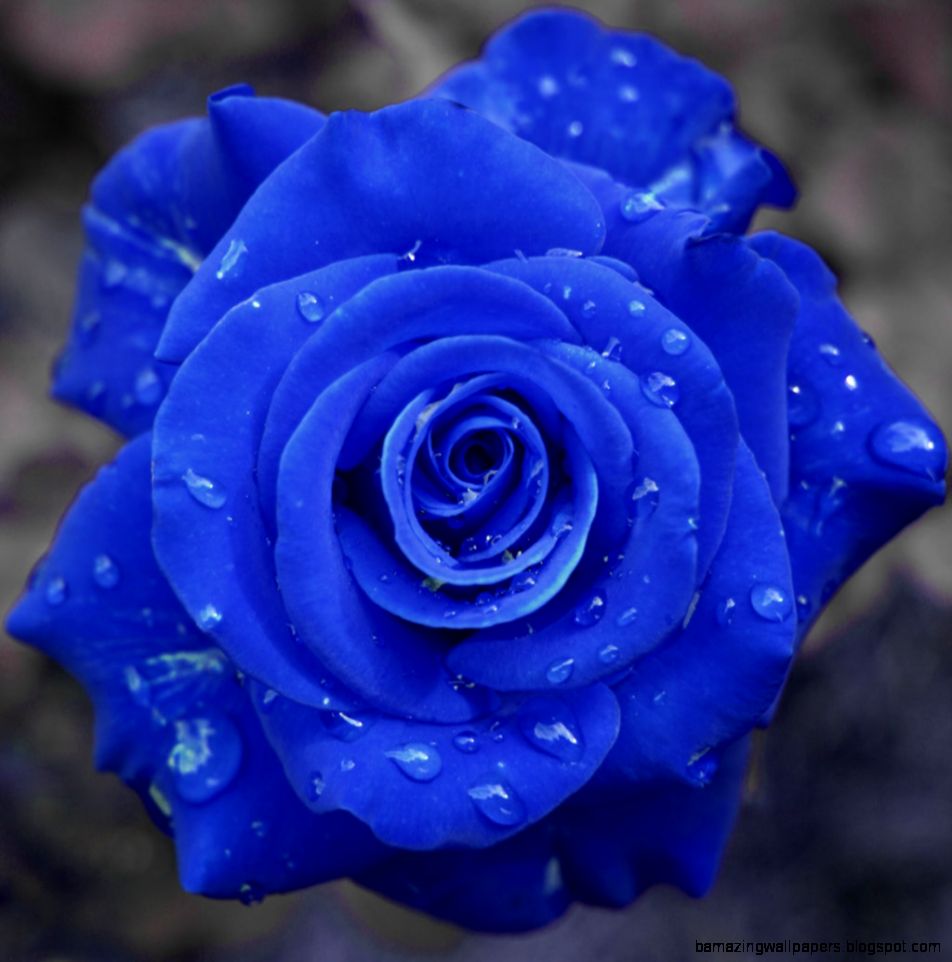 Blue Rose Wallpaper Hd Download