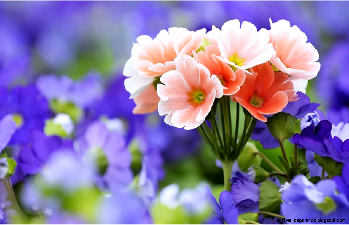 Desktop Wallpapers HD Flowers HD wallpapers n Desktop Wallpapers HD Flowers HD wallpapers n