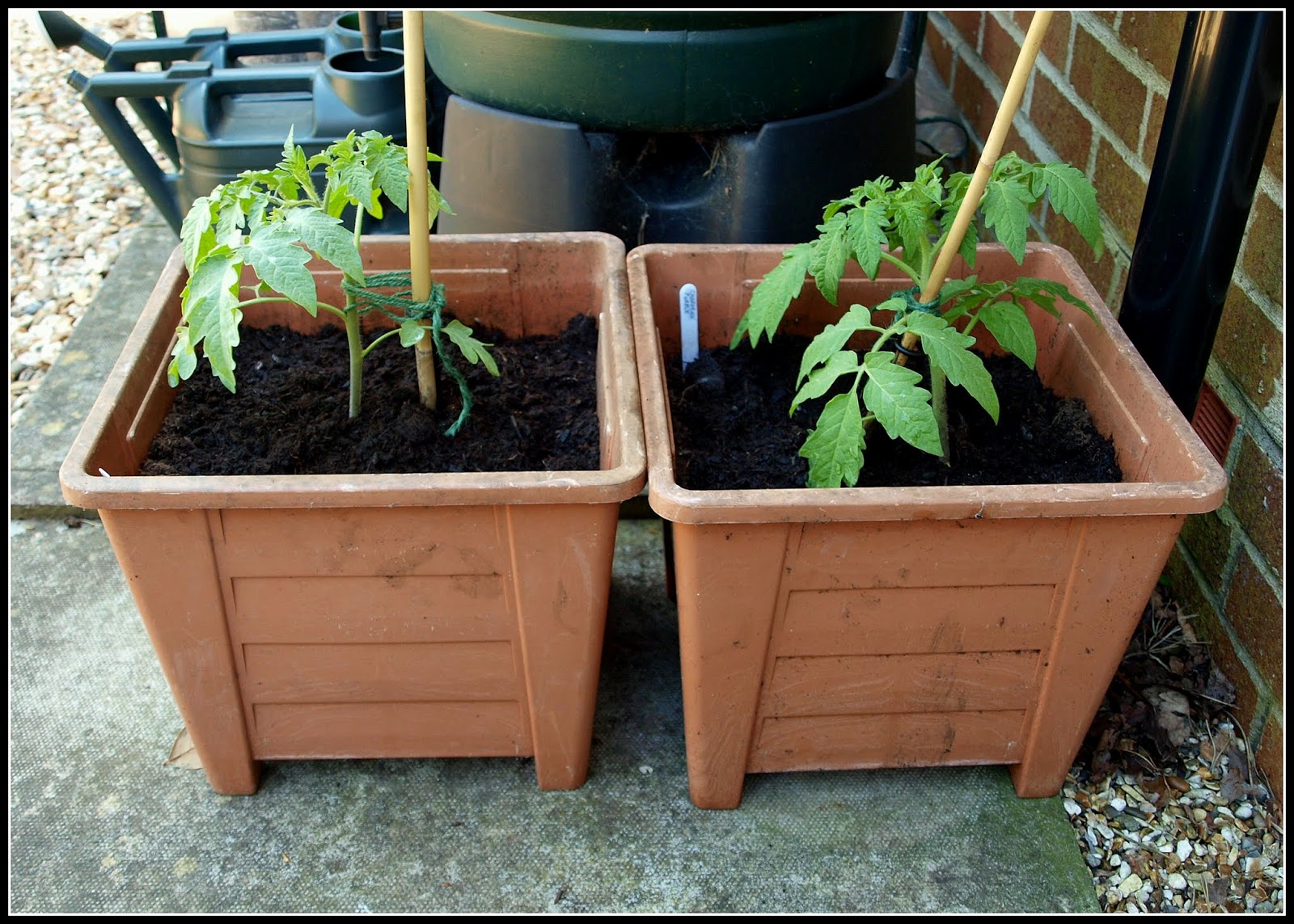 Mark's Veg Plot Plantingout tomatoes