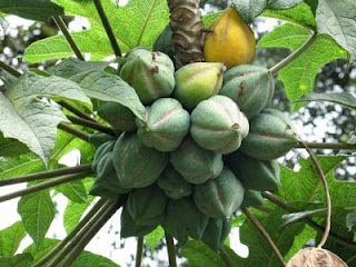 Pohon Carica