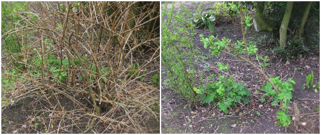 Viburnum The Love Of A Shrub In The Winter The Daily Hoe