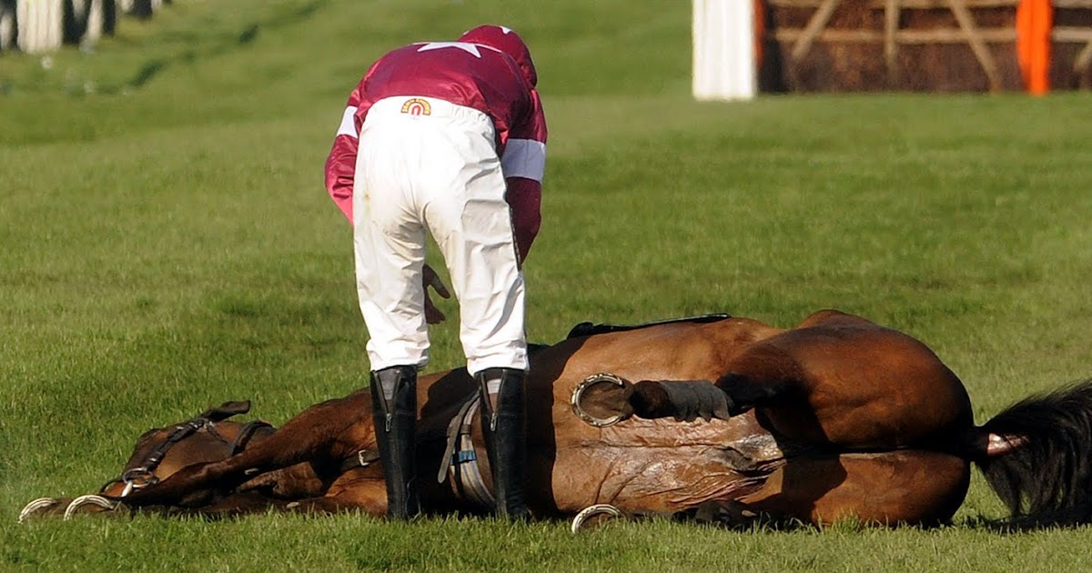 Horse Died While Racing at Susan Fellman blog
