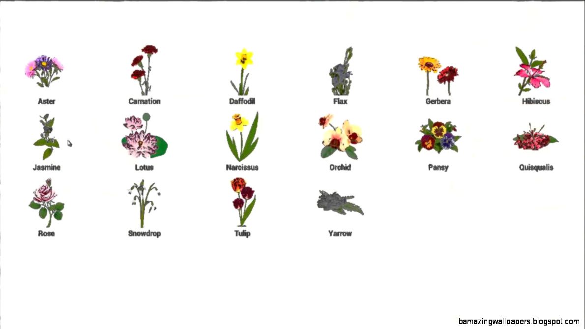 Flower names for children YouTube Flower names for children YouTube
