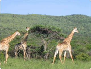 Giraffes Habitat