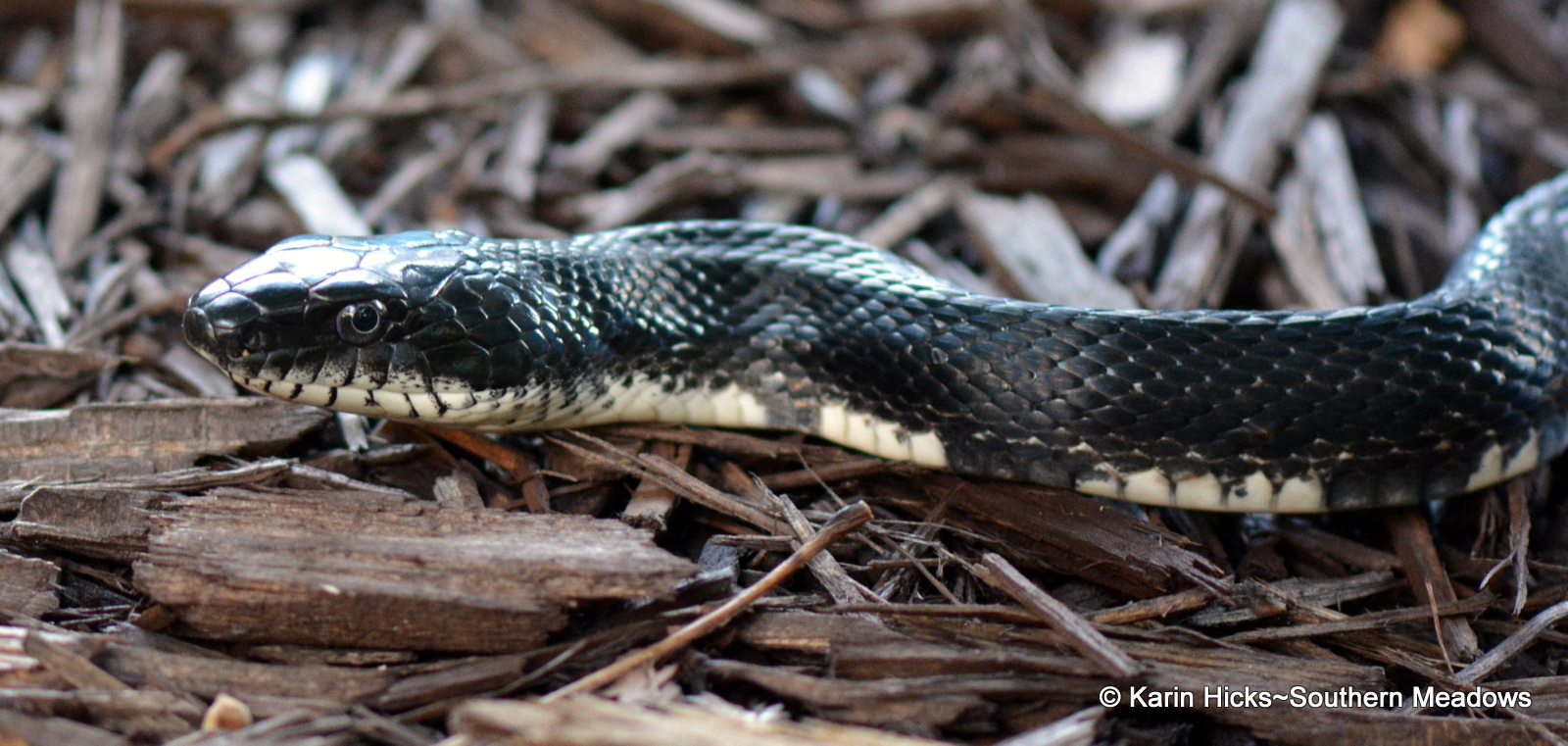 11 non-venomous snakes you want in your backyard