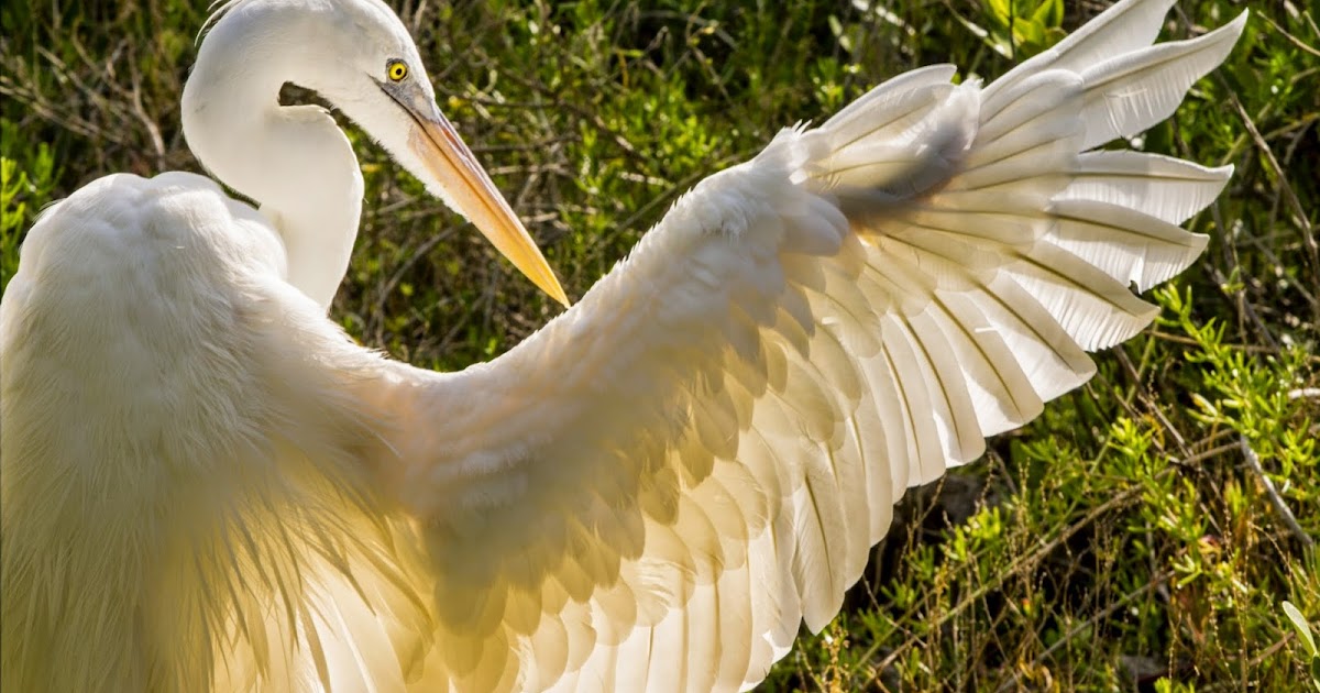Breanna's Birding Blog Florida Keys Wild Bird Rehab Center December