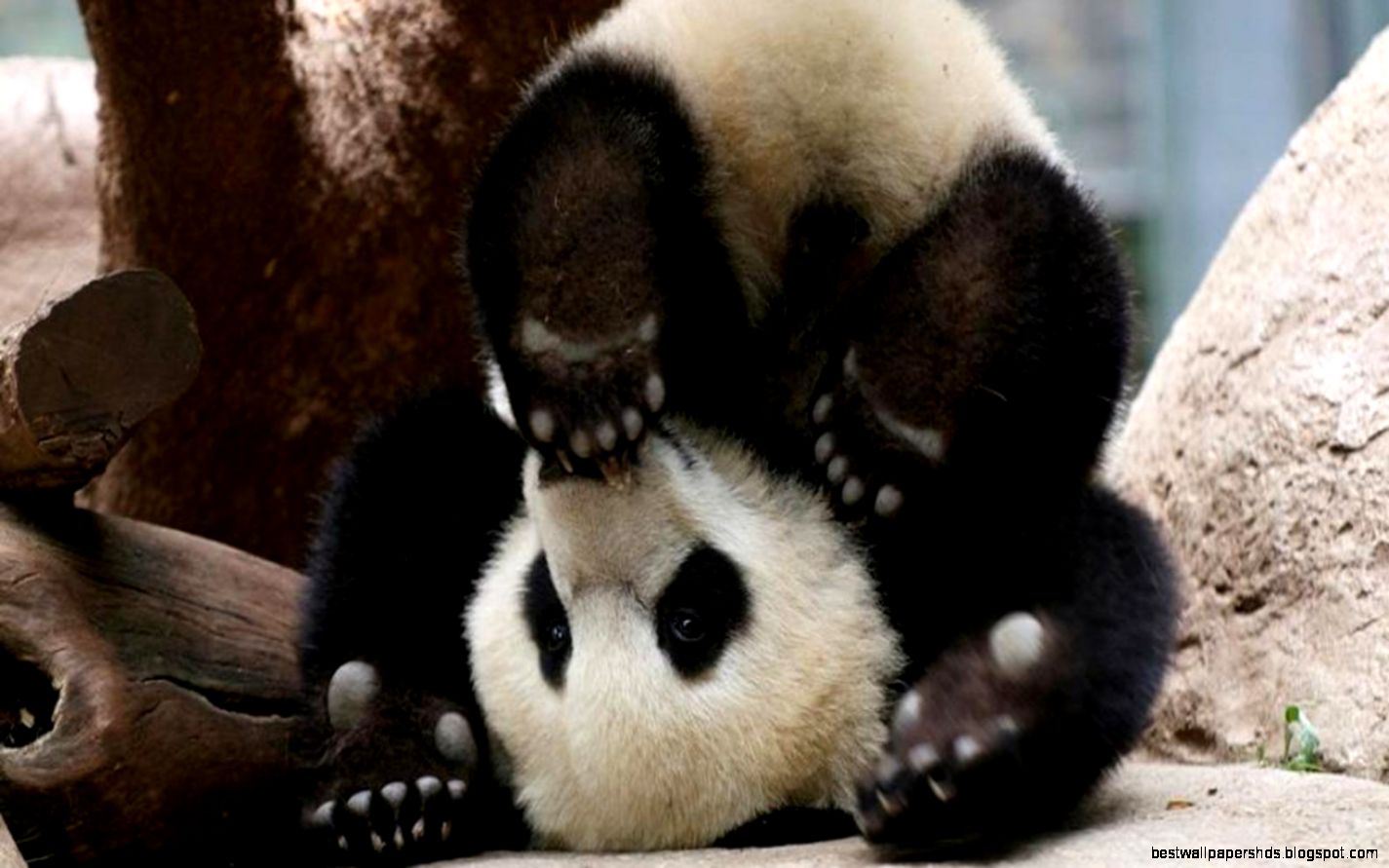 Baby Panda Wallpapers Wallpaper Cave Baby Panda Wallpapers Wallpaper Cave