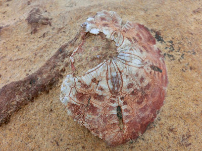 Big Beautiful Sea Shell at Yehliu Geopark Taiwan