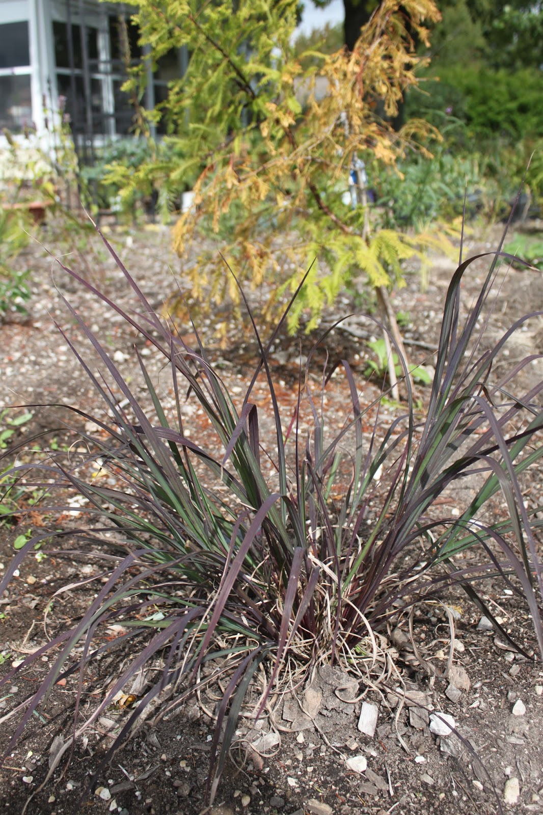 Future Plants By Randy Stewart Weigela