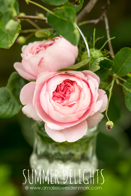 Amalie loves Denmark Rosenfreuden und Blütenfülle Amalie loves Denmark Rosenfreuden und Blütenfülle