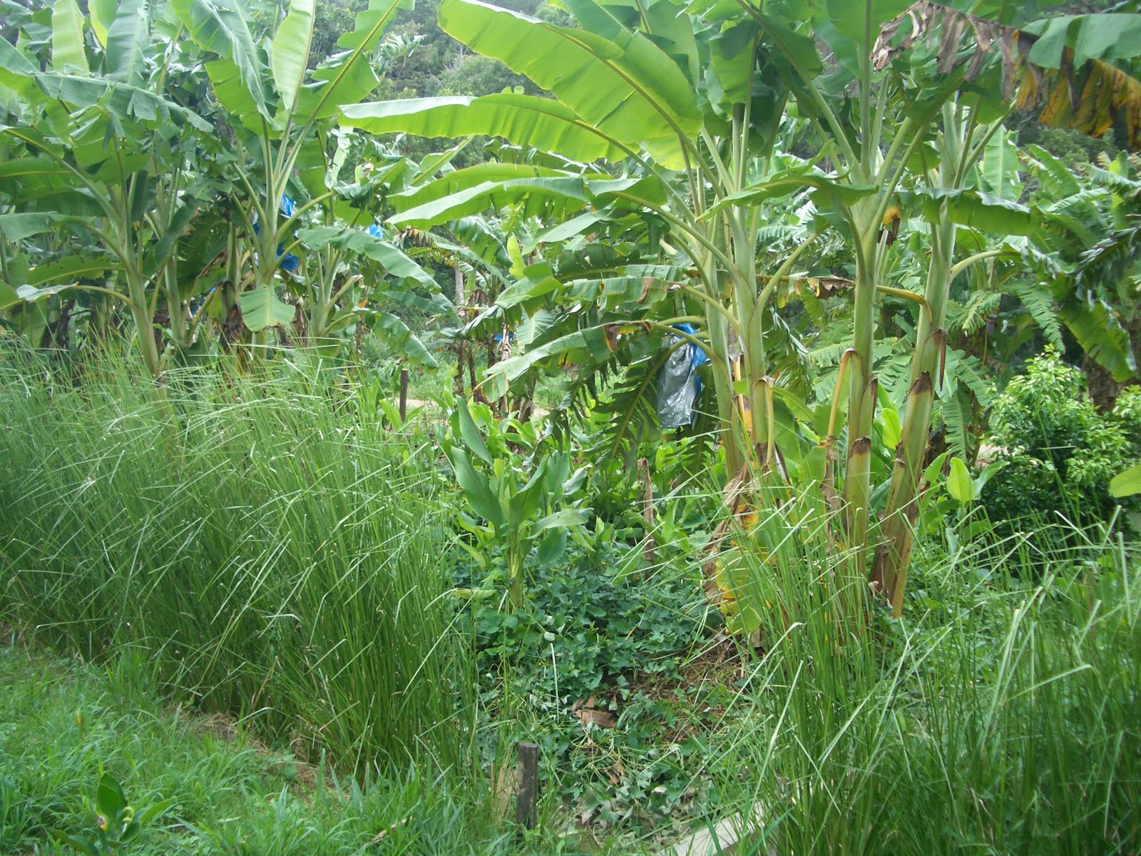 forest soil