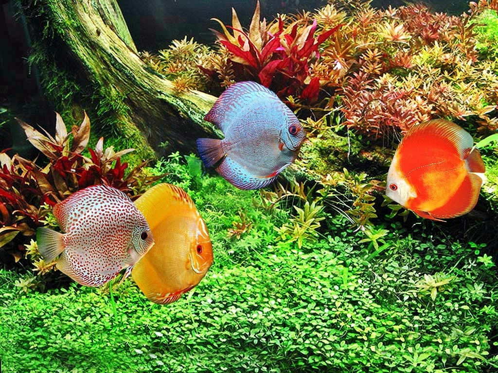 Tips Merawat Ikan Discus Dalam Akuarium Akuarium Ikan Hias