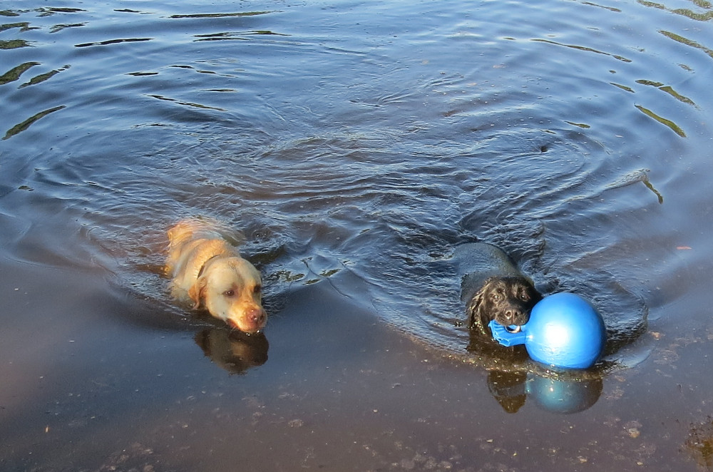 TeilzeitVeganer Juli 2013