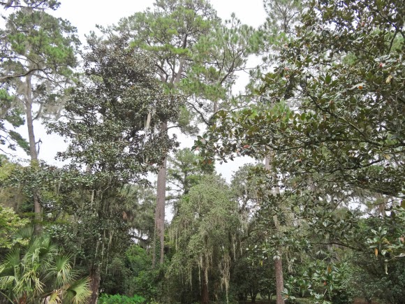 Alfred B Maclay Gardens State Park in Tallahassee Florida USA