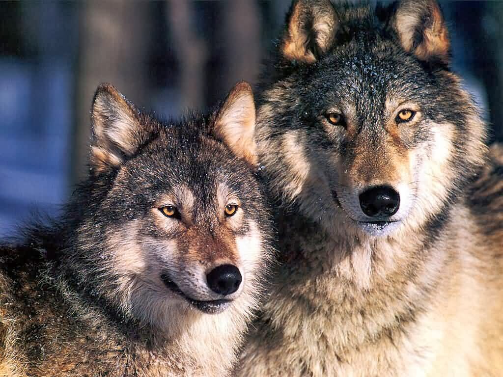 veterinary online: Wolf