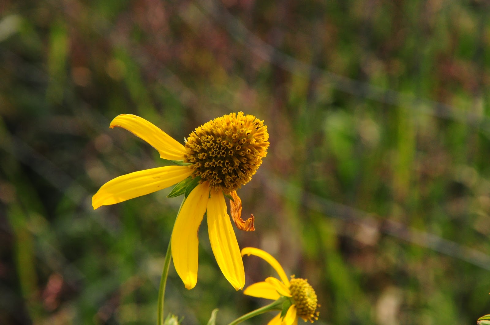An Adirondack Naturalist in Illinois The Yellow Flowers of Fall