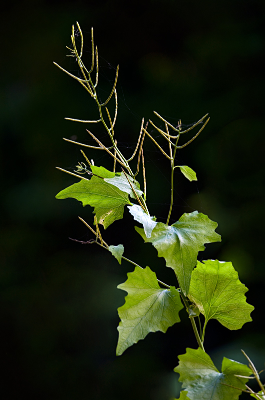 The 3 Foragers Foraging for Wild, Natural, Organic Food Garlic