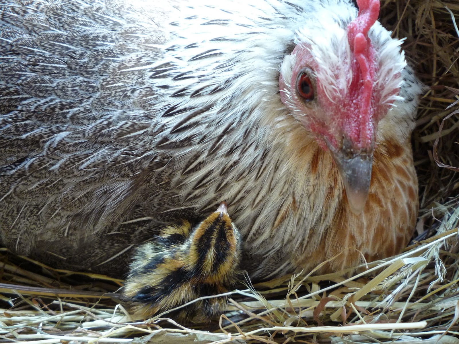 Hen teaches quail chicks to forage and how we freerange them. Hatching