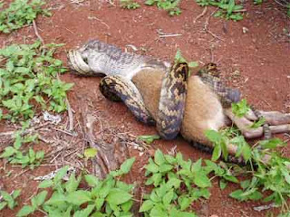 foto ular python kecil makan kangguru