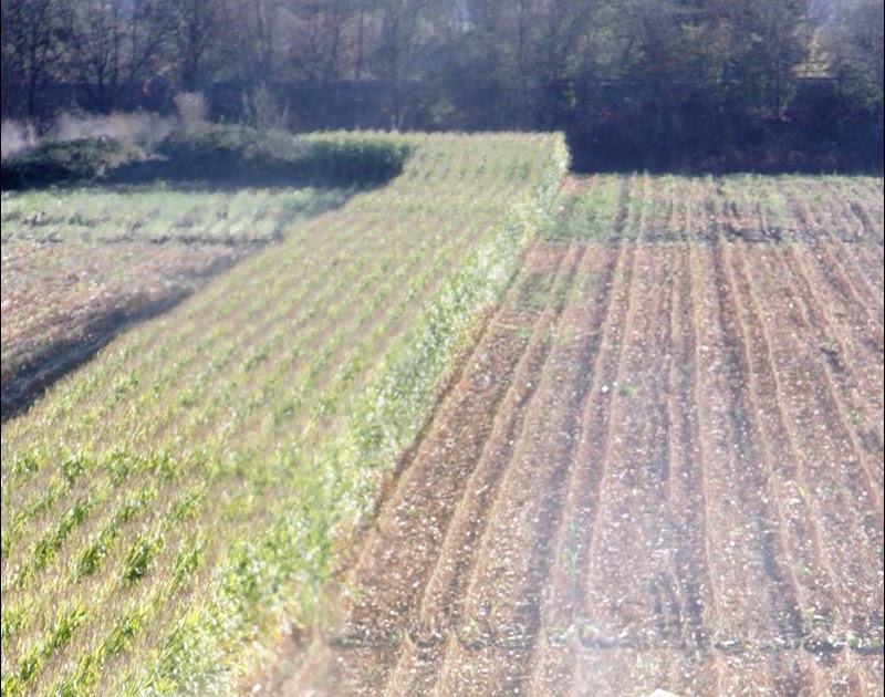 Fanatic Cook Endotoxins In Engineered Corn