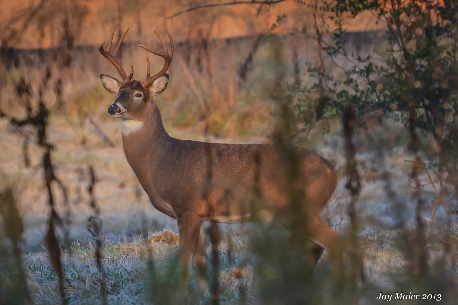 Simply Southern by Jay 9 Point Buck Mullberry Park