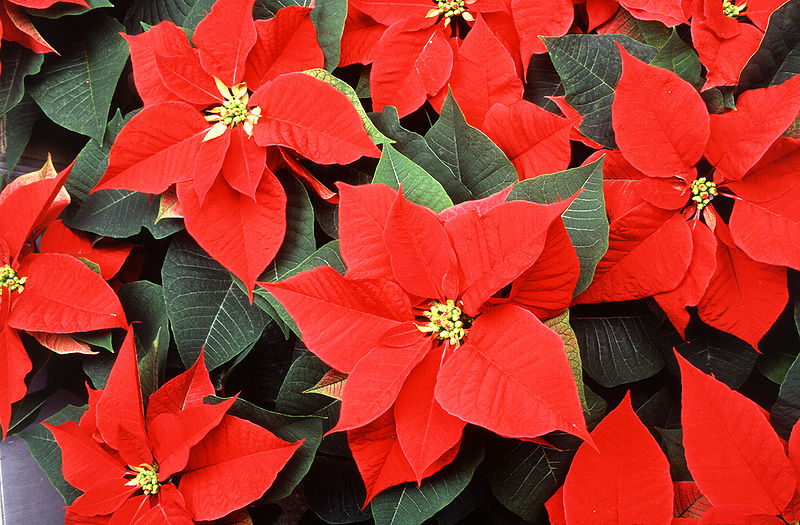 Santa Biología: Flor de Nochebuena