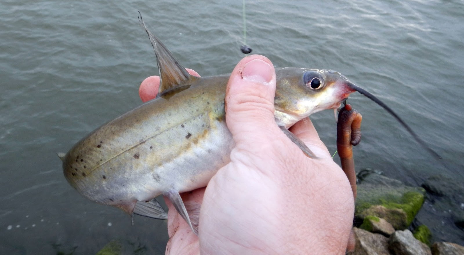 Pondboy's Angling Adventures Illinois Blue Catfish a New Angling